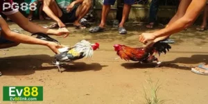Trực Tiếp Đá Gà Tre Ev88 Có Gì Hot? Kỹ Thuật Bắt Kèo